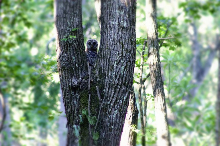 Young Owl Dramatic look.jpg