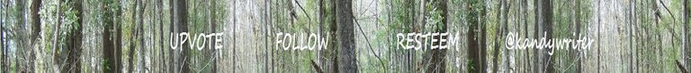 woods UPVOTE FOLLOW BANNER @kandywriter.jpg