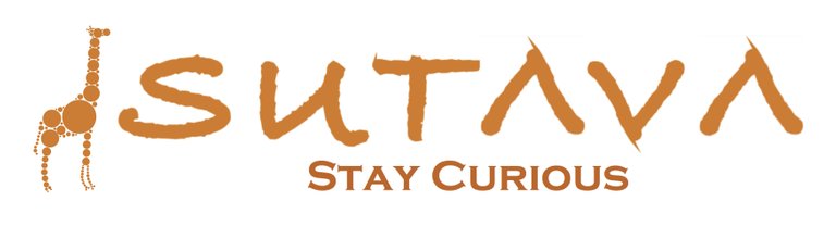 SUTAVA STAY CURIOUS.jpg