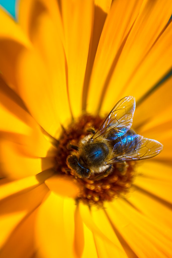 18-07-2018-marigold-dronefly-00466.jpg