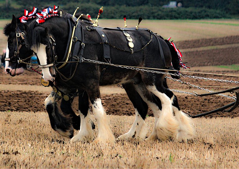 ploughing east sussex.jpg