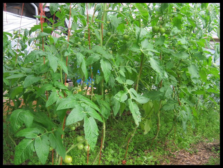 tomatoes forming inside the green house.JPG