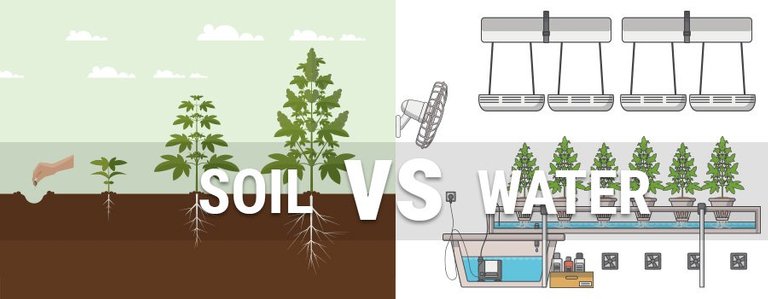 soil-vs-hydroponics.jpg