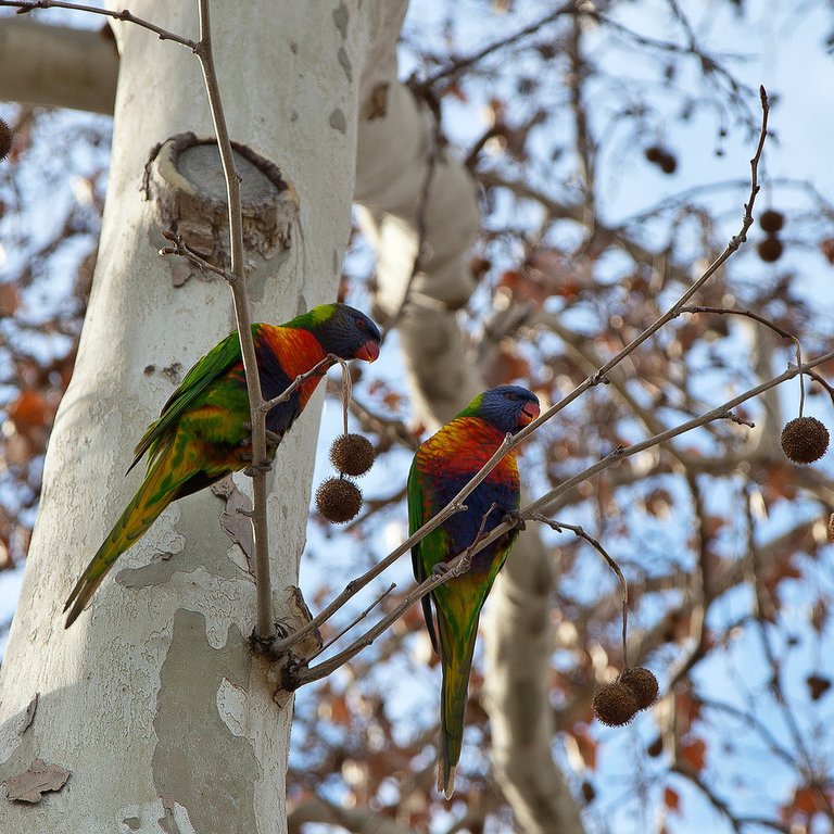 14579597547-parrots (FILEminimizer).jpg