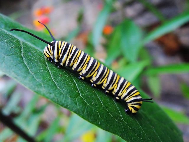 caterpillar-1544640__480.jpg