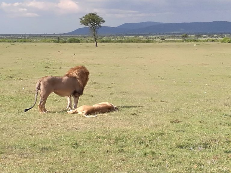 Maasai National Reserve14.jpg