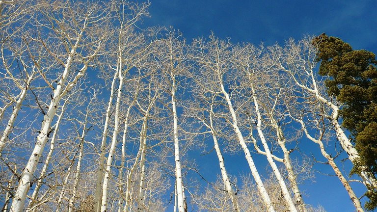 birch-275469_1280.jpg