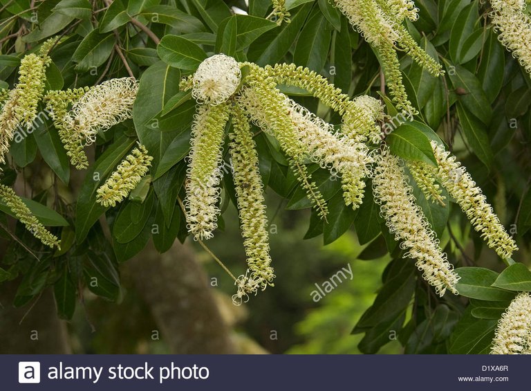 cream-coloured-flowers-of-buckinghamia-celsissima-ivory-curl-flower-D1XA6R.jpg