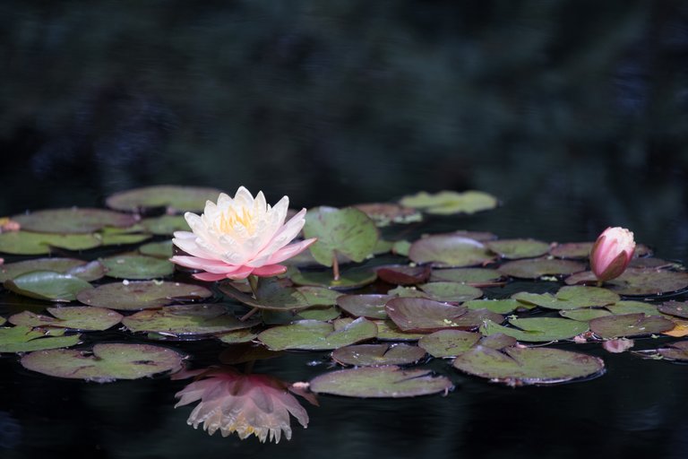 MikeBryantPhotography-Waterlilies-11.jpg