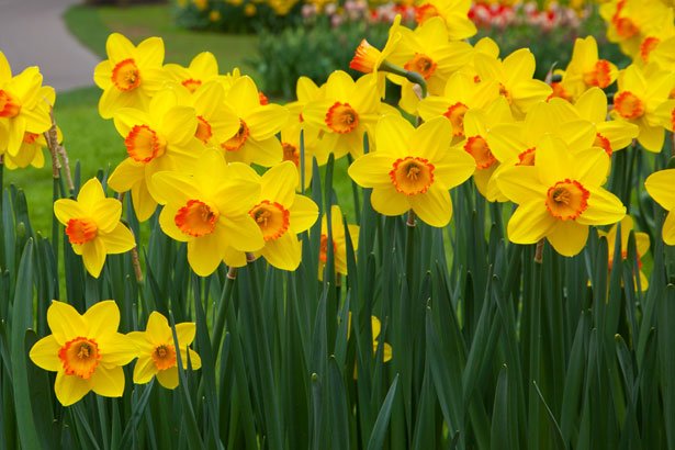 DAFFODILS.jpg