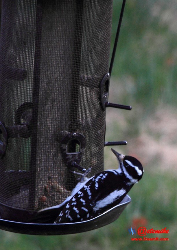 Hairy Woodpecker PFW01-28H.JPG