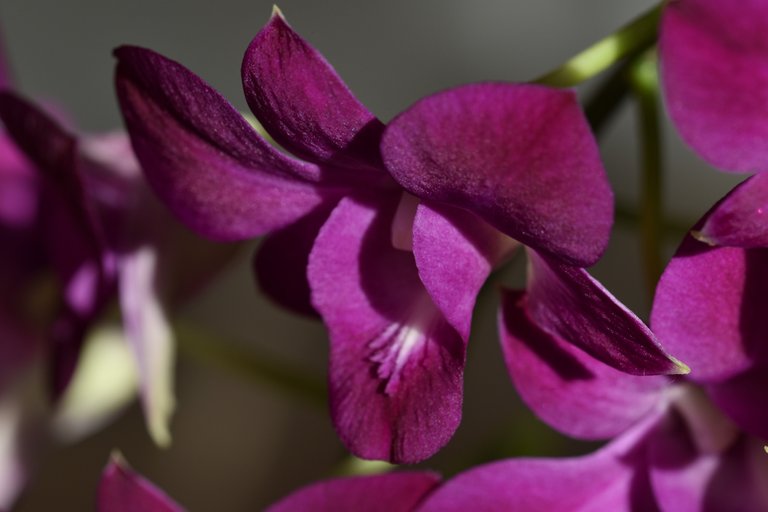 Dendrobium Phal Purple Happiness 5.jpg