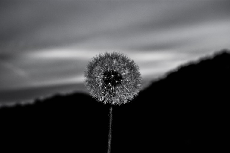 Dandelion= by steve j huggett.jpg