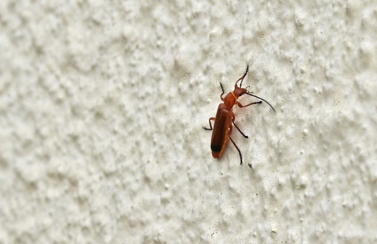 ugly bug on wall.jpg