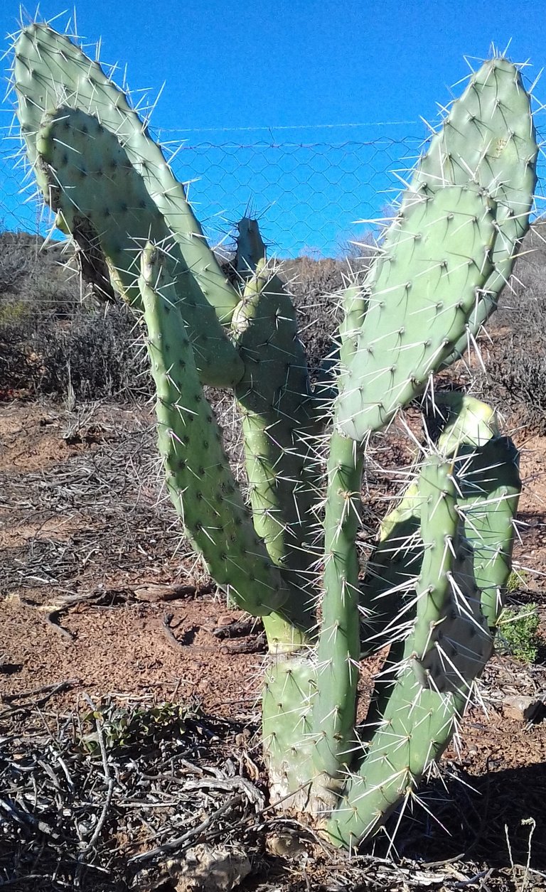 Prickly Pear Plant2.jpg