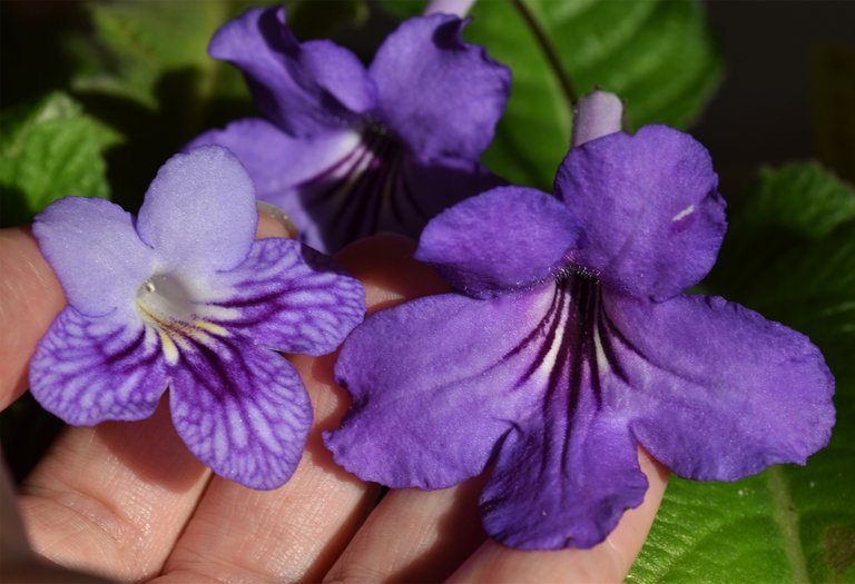 Streptocarpus mom baby 5.jpg