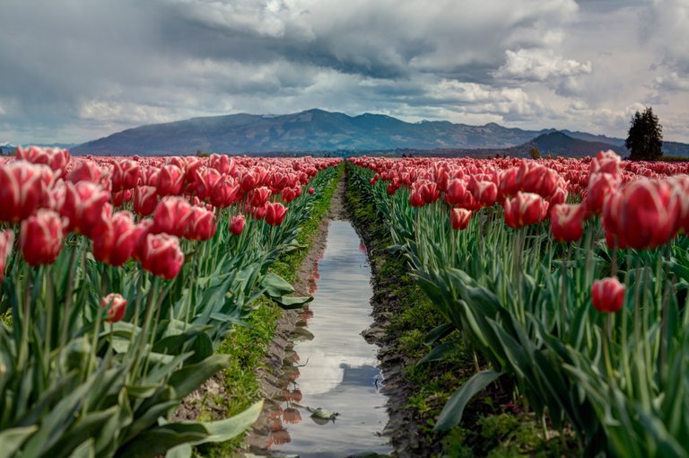 tulips ireland.jpg