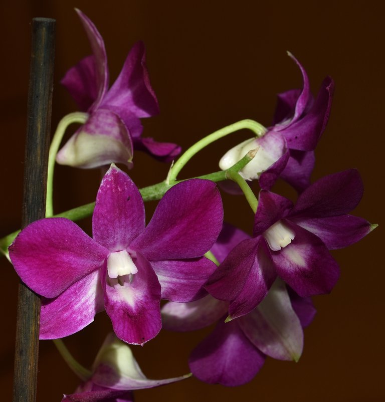Dendrobium Phal Purple Happiness 1.jpg