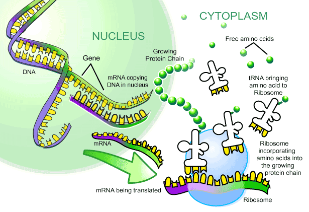 3c016cc589569b6d99aaf3b465eb26d6_dna-replication-diagram-biochemistrytranscription-translation-dna-translation-drawing_615-421.png