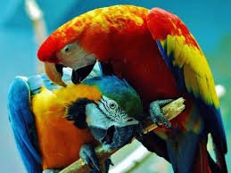 parrots-costa-rica.jpg