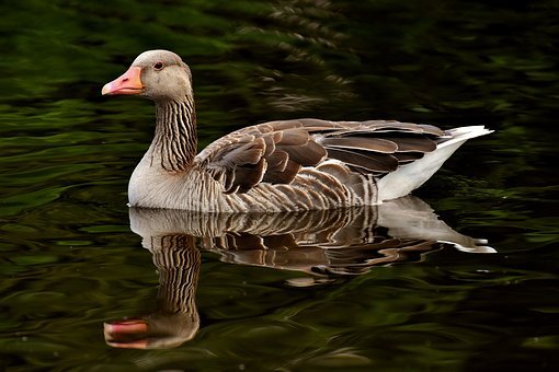 goose-3477661__340.jpg