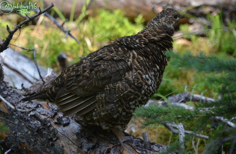 grouse-jasper.jpg