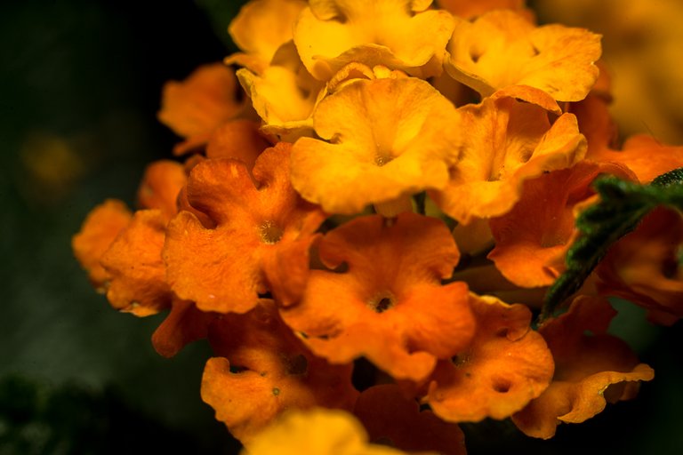 16-07-2018-lantana-06684.jpg