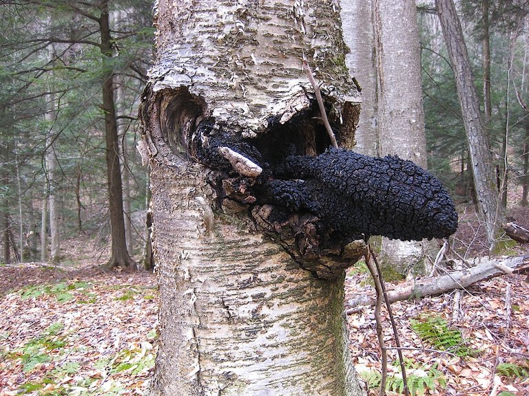 chaga.jpg