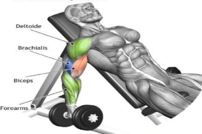 Incline Inner-Biceps Curl.JPG