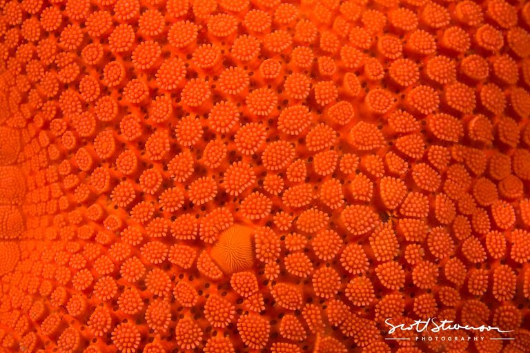 Orange Sea star-1.jpg