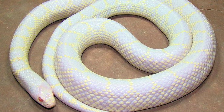 albino_king_snake_01L.jpg