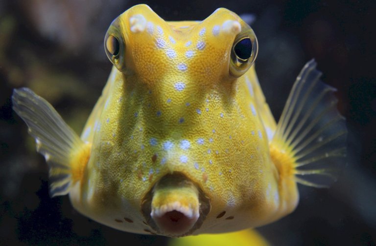 longhorn-cowfish-1746847_1920.jpg