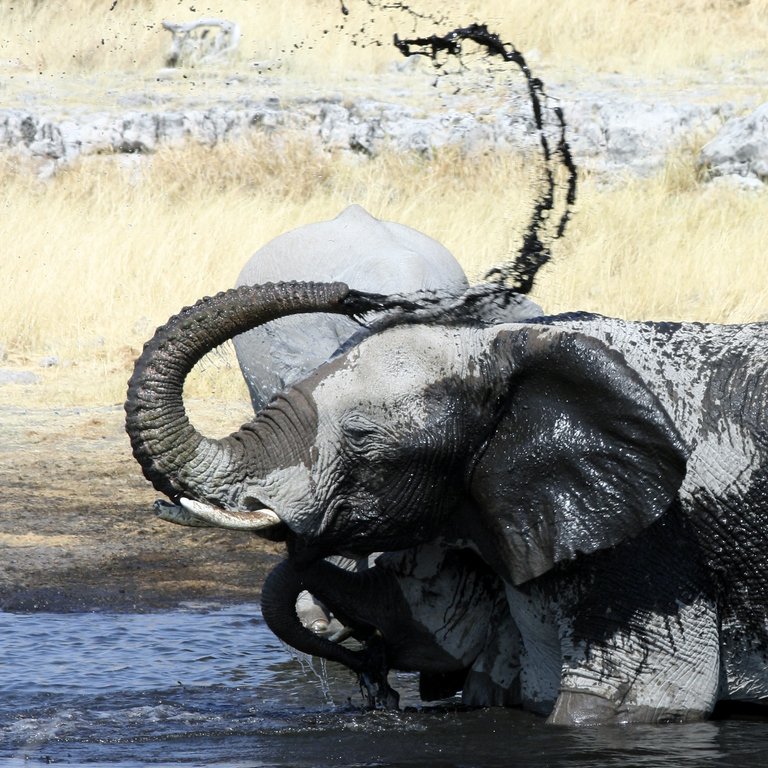 Elephant in Etosha National Park