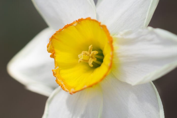 Daffodil-Color-Meaning.jpg