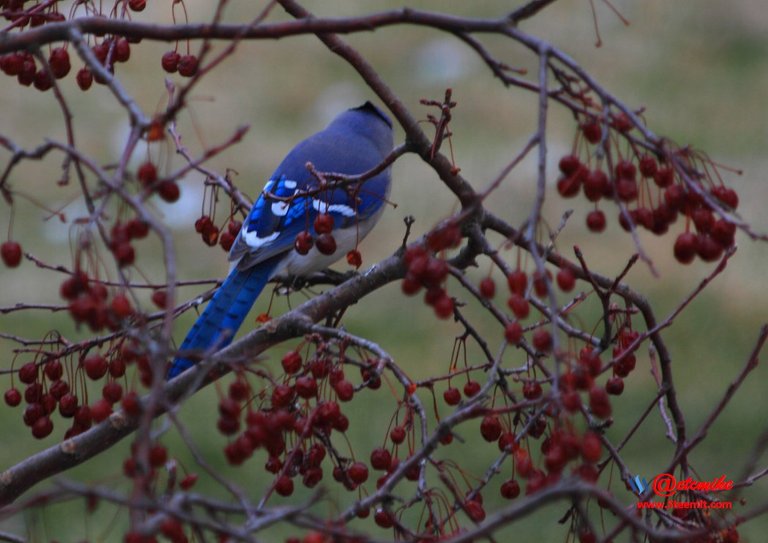 Blue Jay IMG_0241.JPG