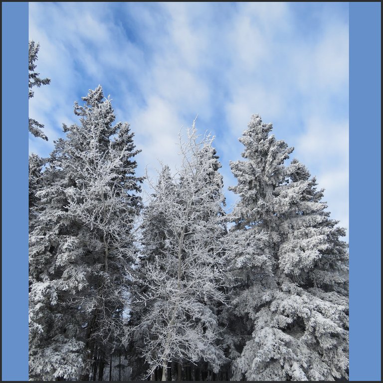 3 hoar frosted trees make beautiful design with streaks of white clouds above.JPG