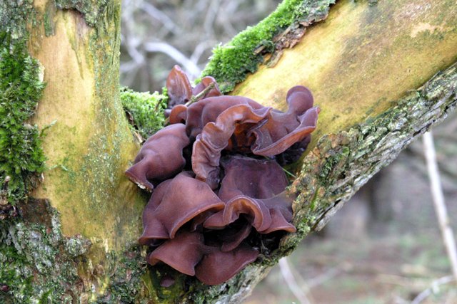 Jew's_Ear_fungus_-_geograph.org.uk_-_727132.jpg