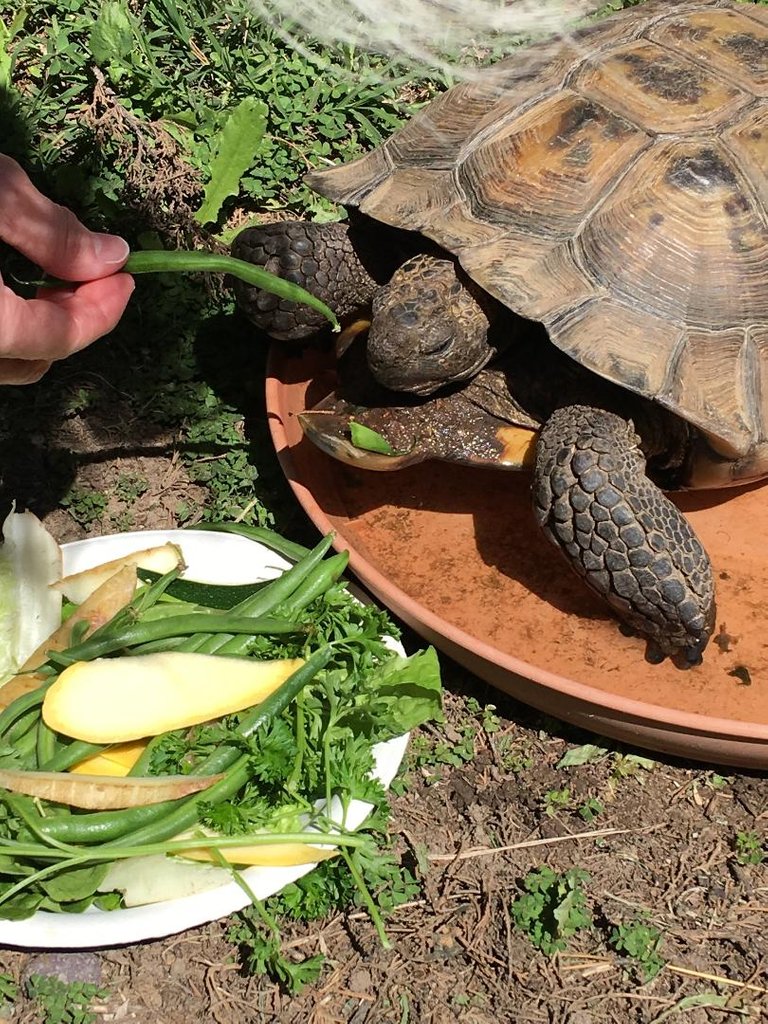 Photography by Guy Sellars - Turtle Eating.jpg