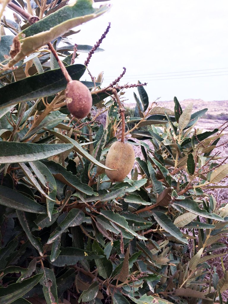 Sapote Seeds – Colicodendron scabridum.jpg