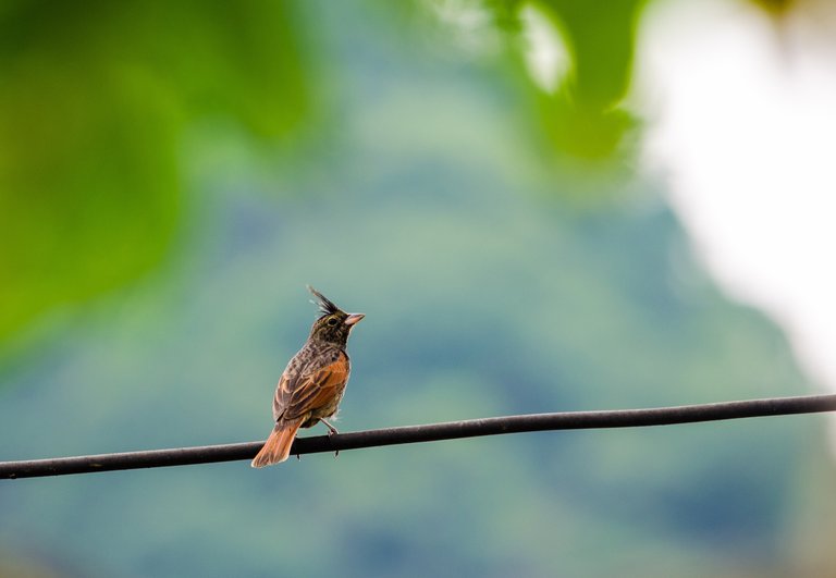 crested-bunting-4162483_1920.jpg