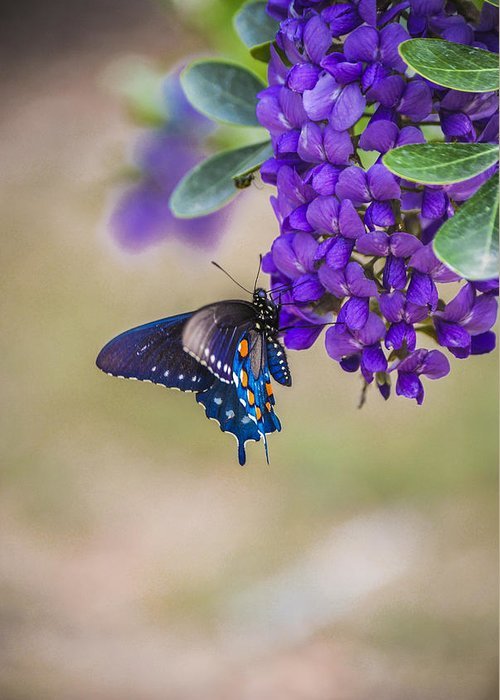 butterfly-mountain-debbie-karnes.jpg