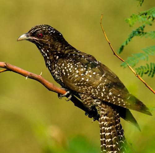 Asian Koel.jpg