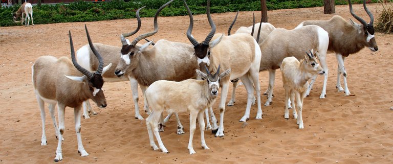 Addax antelopes.jpg