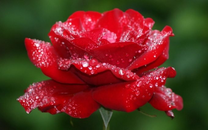 cute-roses-wallpapers-680x425.jpg