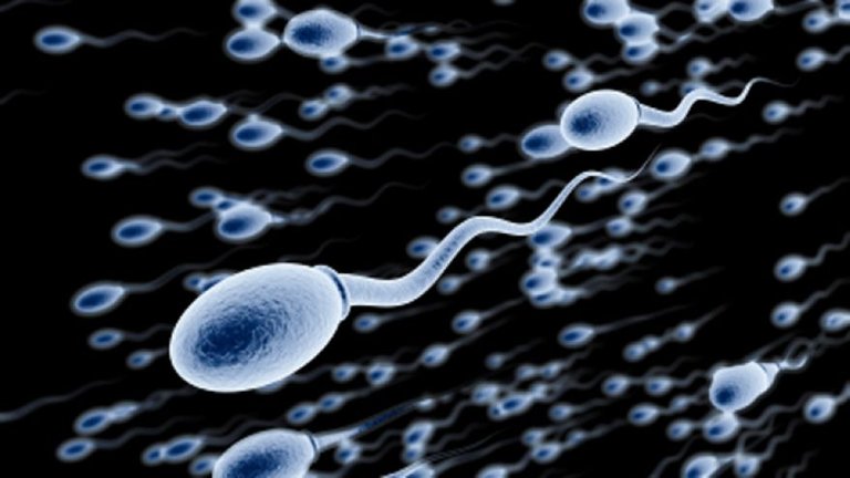 sperm_640.jpg