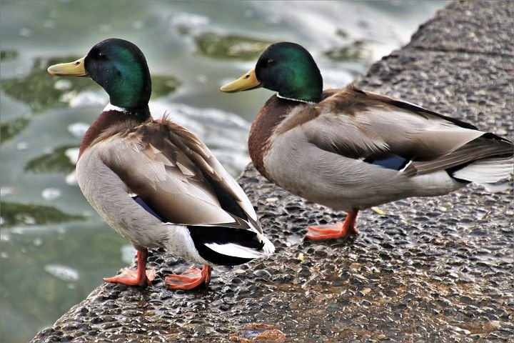 ducks-3373990__480.jpg