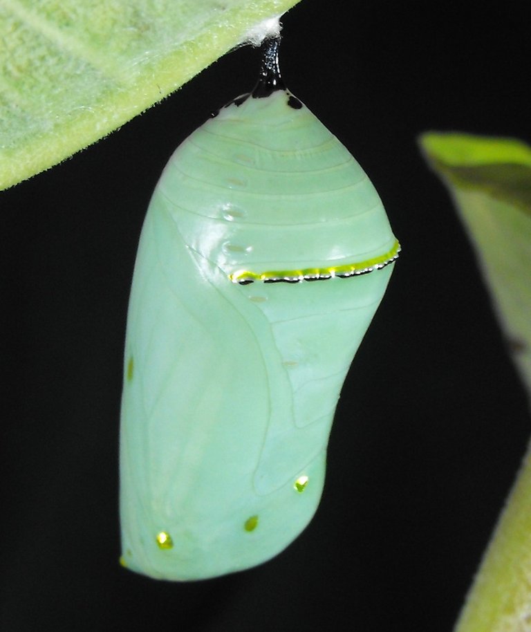 Chrysalis_cropped_small.jpg