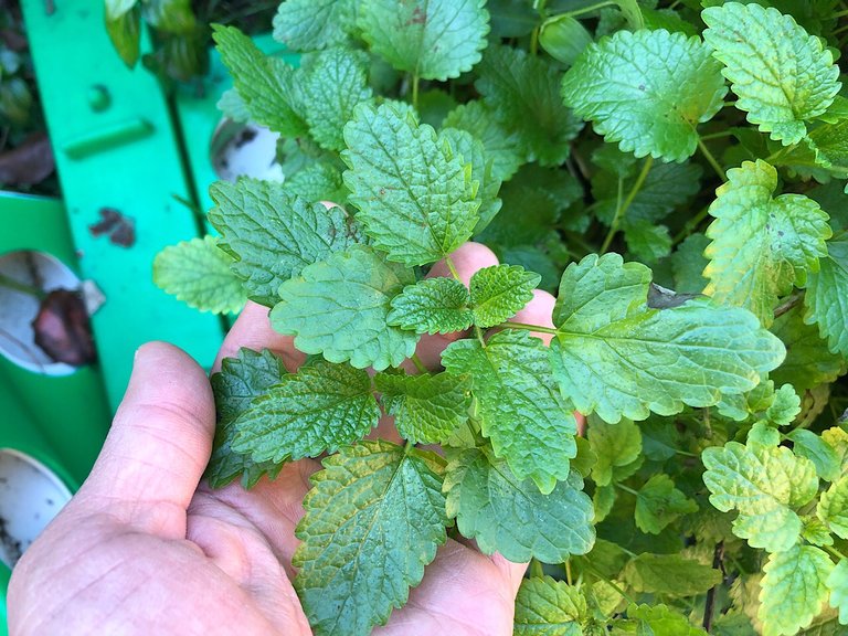 Lemon balm