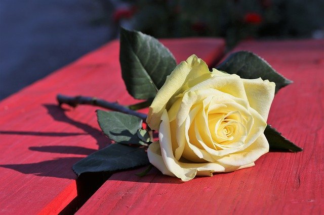 yellow-rose-on-red-bench-3624504_640.jpg