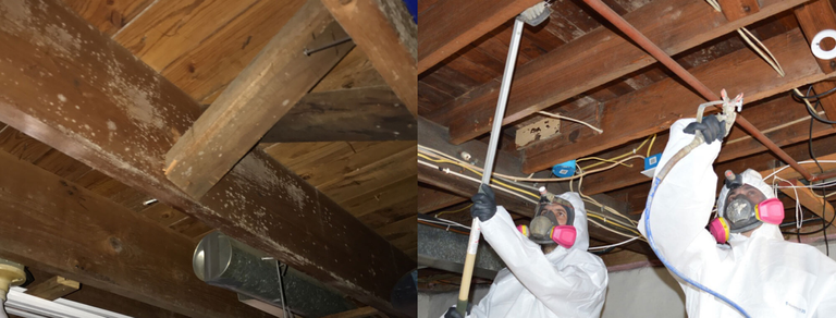 mold-remediation-professional-water-damage-restoration-group.png